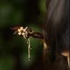 GEMCHIC Women's Vintage Chinese Style Red Sandalwood Hairpin with Cloisonné Flower and Tassel, Elegant Hanfu & Cheongsam Bun Accessory