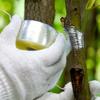 200m Länge Umweltfreundliches Biologisch Abbaubares Pfropfband Pfropfmembran Gartenbindeband PE-Pfropfband Gartenpfropfbedarf