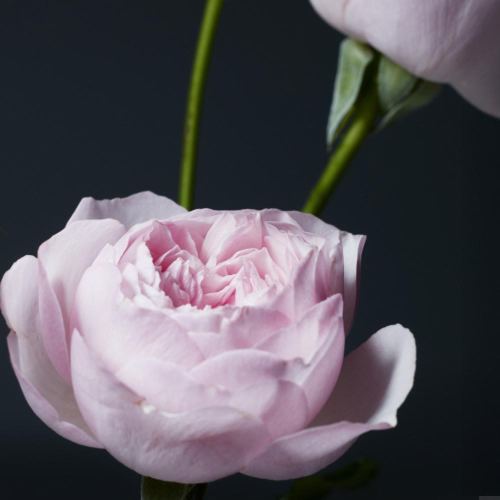 Emissary.73 Enriching Hair Set  Shampoo   Treatment 