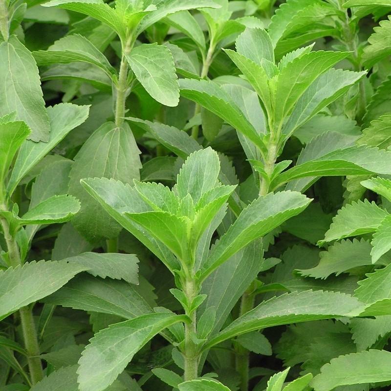 200 Samen Stevia Rebaudiana, frische Samen, Süßstoff für Diabetiker, natürlicher Süßstoff, frische Samen