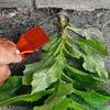 Garden Hand Loop Weeder Tool - Iron Loop Design With Sharp Blades - Manual Weeders Tool For Weeding, Loosening