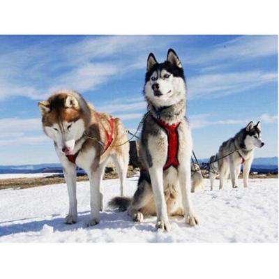 5D DIY Diamond Painting "Animal Dog" Snowfield Diamond Embroidery Cross Stitch Wall Stickers Decor Gift