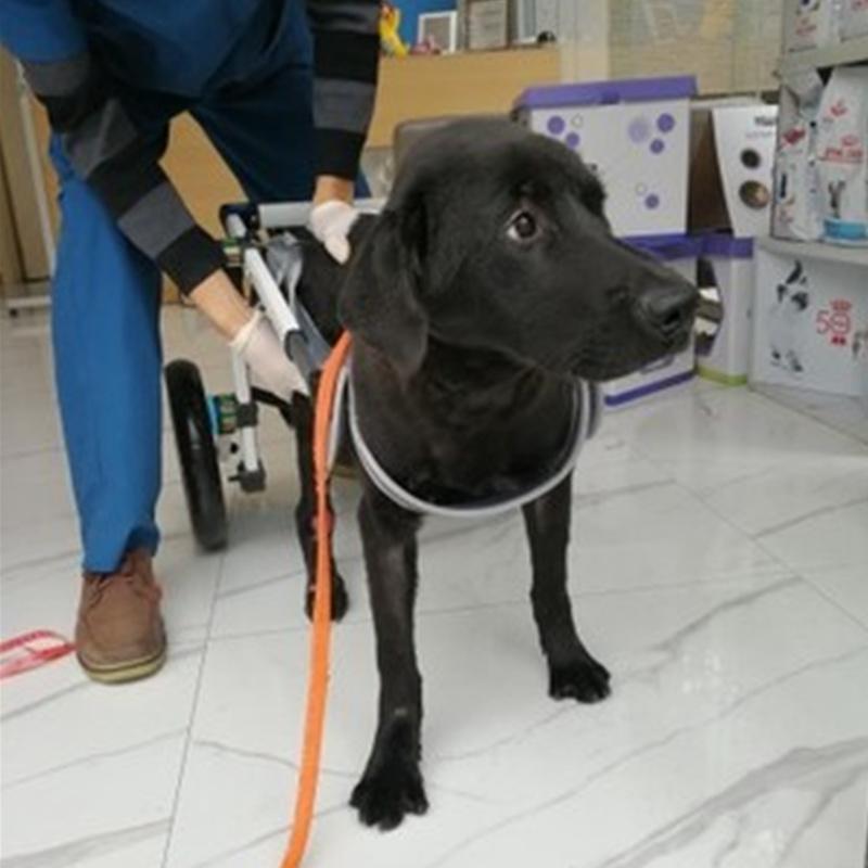 Dog Wheelchair For Hind Leg Rehabilitation