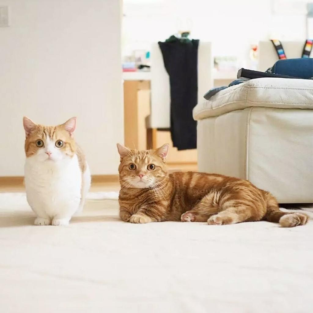 Cat Scratching Toy Kitten Sisal Rope Post Biting Interactive Pet Product Scratching Post Scratcher Pet Toy