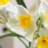 3/5 Pack Artificial Daffodil Swags Plastic Faux Narcissus Flower Bundle for Home Decor