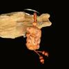 Peach & Jujube Wood Zodiac 3D Keychain: High-End Guardian Amulet Jewelry.