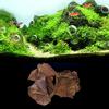 Natural Olive Terminalia Catappa Leaf Aquarium Lower PH Value Acid Lowering Fish   Water Quality Improvement