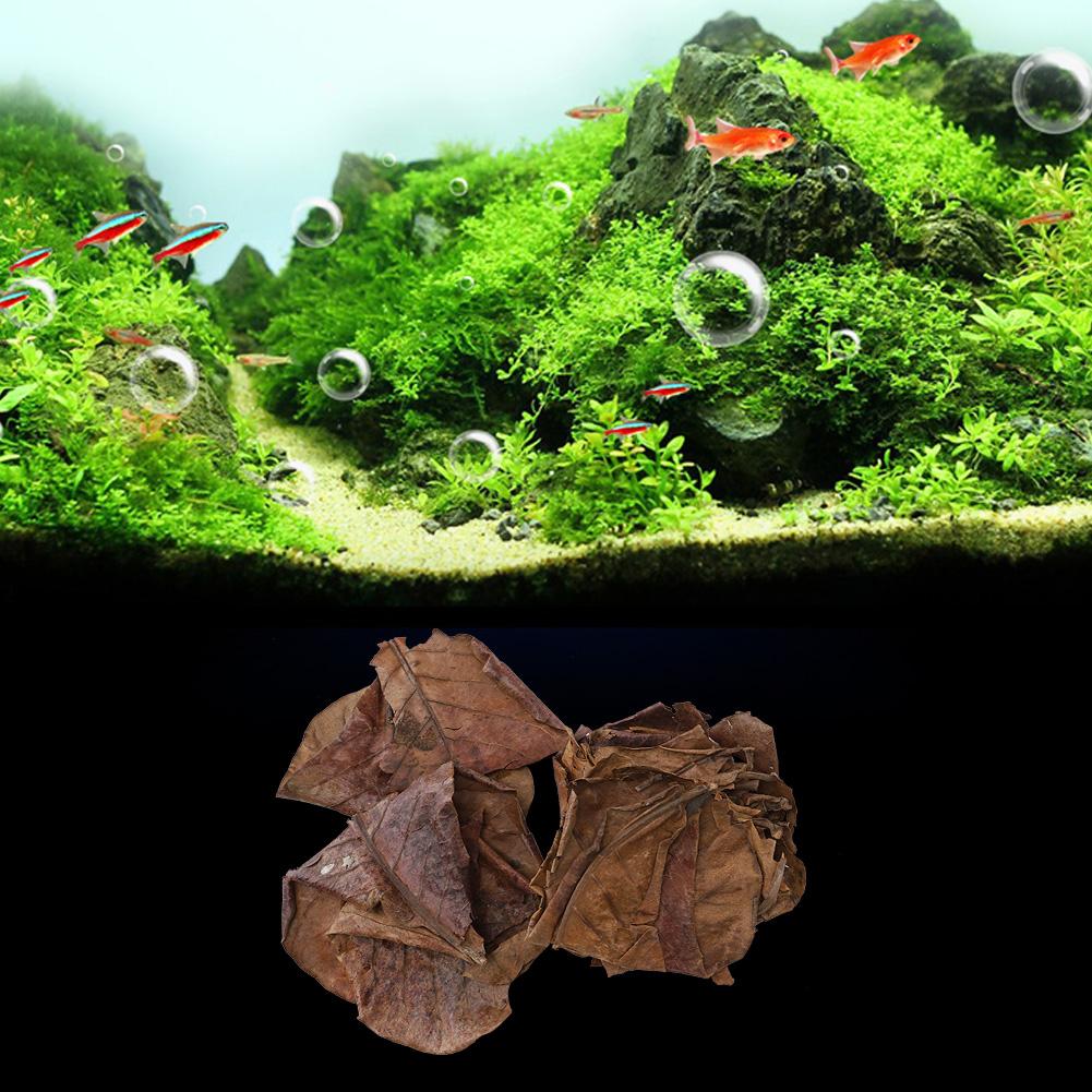 Natural Olive Terminalia Catappa Leaf Aquarium Lower PH Value Acid Lowering Fish Water Quality Improvement