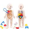 Children Biology Science Toy Human Body Organ Anatomy Model DIY Assembled Medical Toys Teaching Tools for Kids Learning