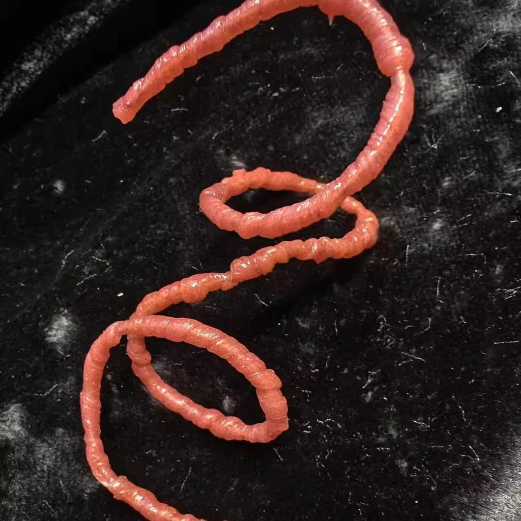 [TOYBARJAPAN] 1/6 Scale Action Figure YYJDIY 60cm Long Custom Handmade Bendable Anime/Manga Style Hell Organ Tentacles