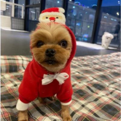 Pull pour chien chat automne et hiver nouveau teddy combat chien moyen Noël fournitures pour chat vêtements