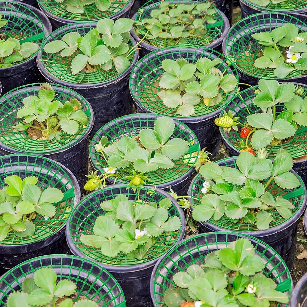 5/10pcs Strawberry Plant Supports with Three Sturdy Legs Provide Protection for Strawberries Against Mold, Rot, and Dirt