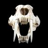 Saber-toothed Tiger Skull Resin Display Model for Halloween Props