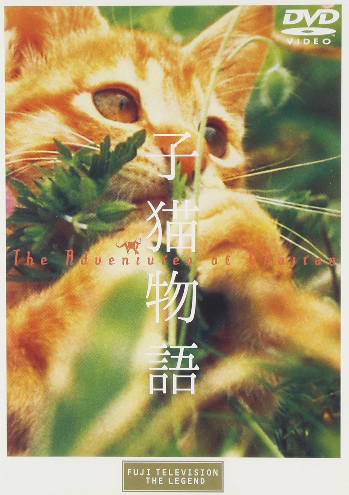 

Kitten Story [DVD]