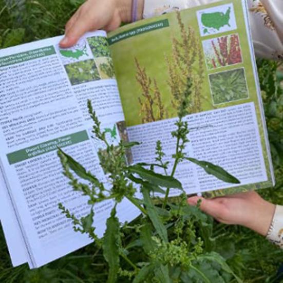 

Yousheng Wild Food Guide Book Forager Ultimate Resource for 400 Wild Foods Карты Растений Рецепты Растения Мягкая обложка с 319 цветными страницами