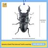 Sota Simulation Insect Model Giant Stag Beetle Palawan Sumatran Biological Illustration Collectible Figurine With Display Stand