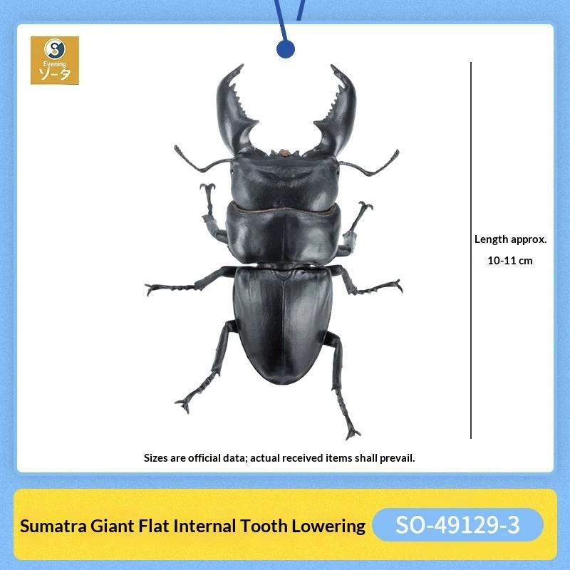 Sota Simulation Insect Model Giant Stag Beetle Palawan Sumatran Biological Illustration Collectible Figurine With Display Stand