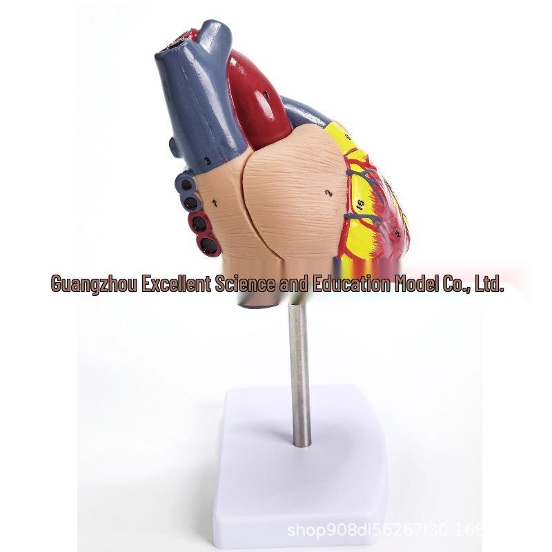 

1:1 Модель анатомии человеческого сердца с 34 обозначениями, Большая форма для обучения цветному допплеровскому B-ультразвуку