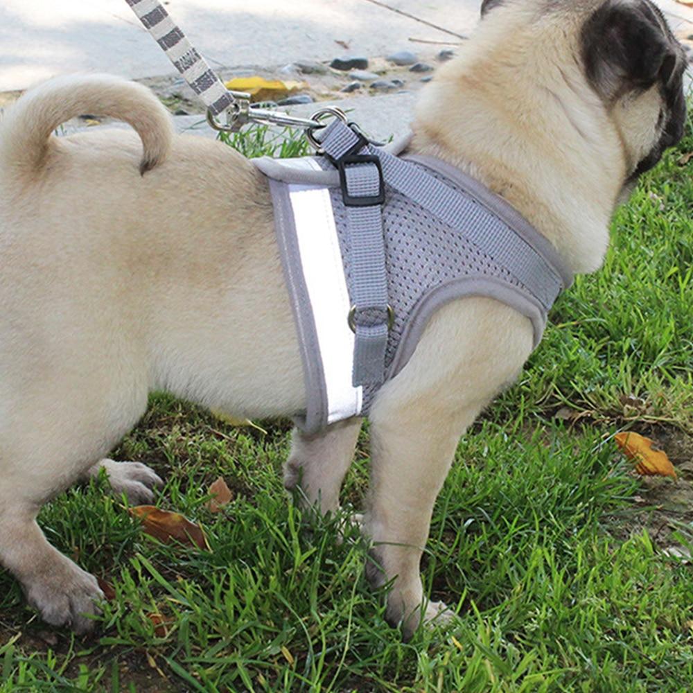 small dog chest harness
