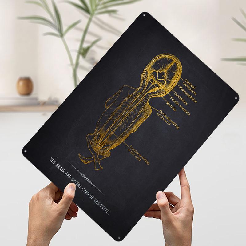 

Fetus Brain Spinal Cord Tinplate Poster Customized Wall Art Vintage Retro Metal Signs for Decoration Bedroom Decorations Decor 7.9x11.8In(20x30cm)
