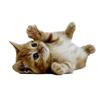 T417#Lovely Cat Persian Cat British Shorthair Animal Wall Sticker Bathroom Toilet Decor Living Room Cabinet Refrigerator Decals