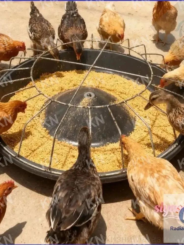Livestock Feeder