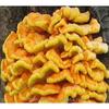 Tè Disintossicante Naturale alle Erbe Laetiporus Sulphureus Essiccato Murrill 500g Supporto Energetico
