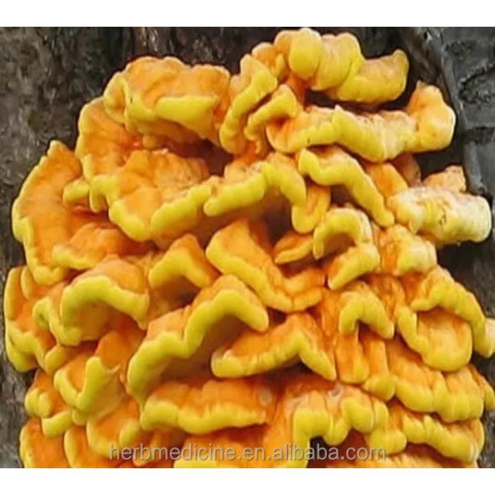 Tè Disintossicante Naturale alle Erbe Laetiporus Sulphureus Essiccato Murrill 500g Supporto Energetico