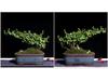 Extra-Large Breathable Purple Clay Square Bonsai Pot for Succulents and Green Plants