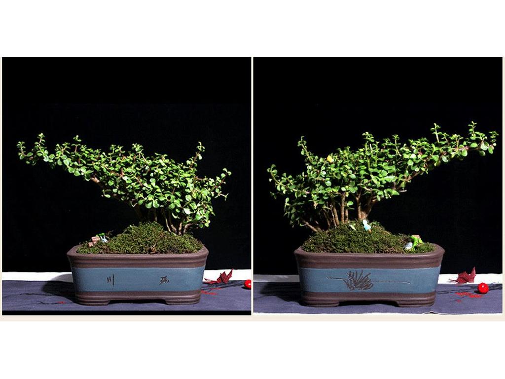 Extra-Large Breathable Purple Clay Square Bonsai Pot for Succulents and Green Plants