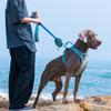 Ensemble Gilet Poitrine et Dos Réglable pour Grand Chien Laisse de Promenade avec Corde de Traction et Petit Sac Masque pour Grand Chien Matériel d'Extérieur