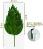 A&K Special Preserved Sakaki Trees (MV), Pair, Made In Japan, Medium Size, Approximately 34cm Tall X 14cm Wide, Maintains Beauty, No Water Changes