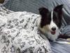 Pet Blanket: Thickened Four-Season Warm Mat for Dogs and Cats