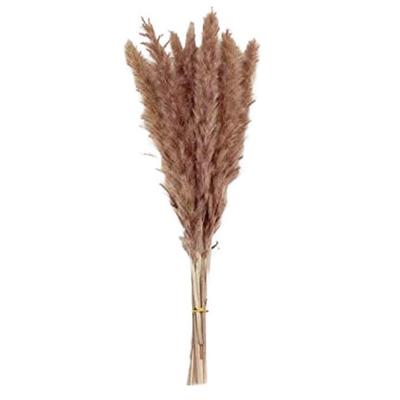 100 stuks/set Gedroogd Pampasgras Natuurlijk Gedroogd Konijnenstaartgras-Elegante Eeuwige Bloem Decoratie Buiten Thuis Feestelijke Decoratie