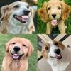 Haustier CorgiHund Falsches Gebiss Spielzeug Kaninchen Frontzahn Abdeckung Lustige Welpen Gebisse Haustier Dekoration Cosplay Halloween Kostüm