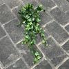 1Pc Simulation 25.6-inch Hand-feel Ivy Sweet Potato Leaf Vine Wall Hanging