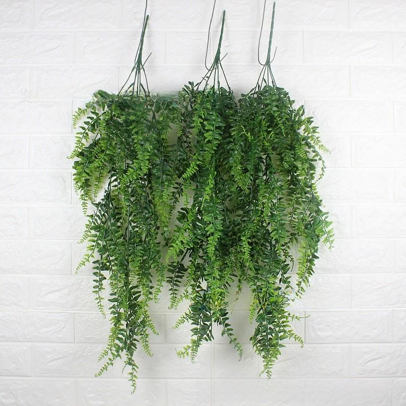Plant Pteridium Latiusculum For Wedding And Outdoor Decorate Events