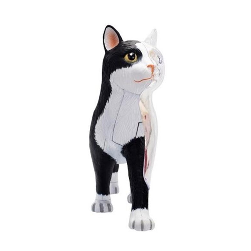 

W89C Animal Organ Anatomy Model Teaching Supplies Intelligence Assembling Toy China Mainland