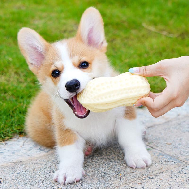 

Large Bite-Resistant Peanut Dog Toy for Teething and Boredom Relief 10-Day Promotional Sale