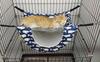 Ferret Hammock Small Pet Cage Hammock Warm Guinea Pig Hammock Hanging Bed for Parrot Ferret Squirrel Hamster Pet Accessories