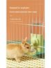 Pet Supplies: Leak-Proof and Bite-Resistant Round Head Water Bottle for Hamsters, Rabbits, and Chinchillas