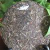 Pu-erh