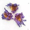 Egyptian Blue Water Lily Bluelotus Flower Blue Lotus Dried Flower 30g Sleep Aid Health Flavor Tea