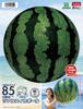 Igarashi Beach Ball 85cm Realistic Watermelon Ball, Inflated Size Approximately 60cm, BBC-185V