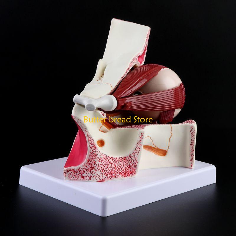 W89C 3-кратная модель скелета человека и век Орбита Анатомический учебный дисплей f China Mainland