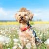 Pet Straw Hat Adjustable S Size Breathable Dog Hats Sun Bucket for Garden Beach Small Dogs Cats Pet Straw Hat Dog Hats