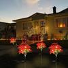 LED Solar Christmas Flower Poinsettia Artificial Flower Light, Suitable for Decorating Christmas Gardens, Lawns, and Courtyards