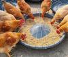 Farm Multi-Hole Feeding Trough for Chickens, Ducks, and Geese - 50cm/60cm Durable Food Basin