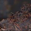 357g Yunnan Qizi Shu Puerh Cake Tea 2004 Menghai 7572 Old Pu-erh Ripe Tea Cake