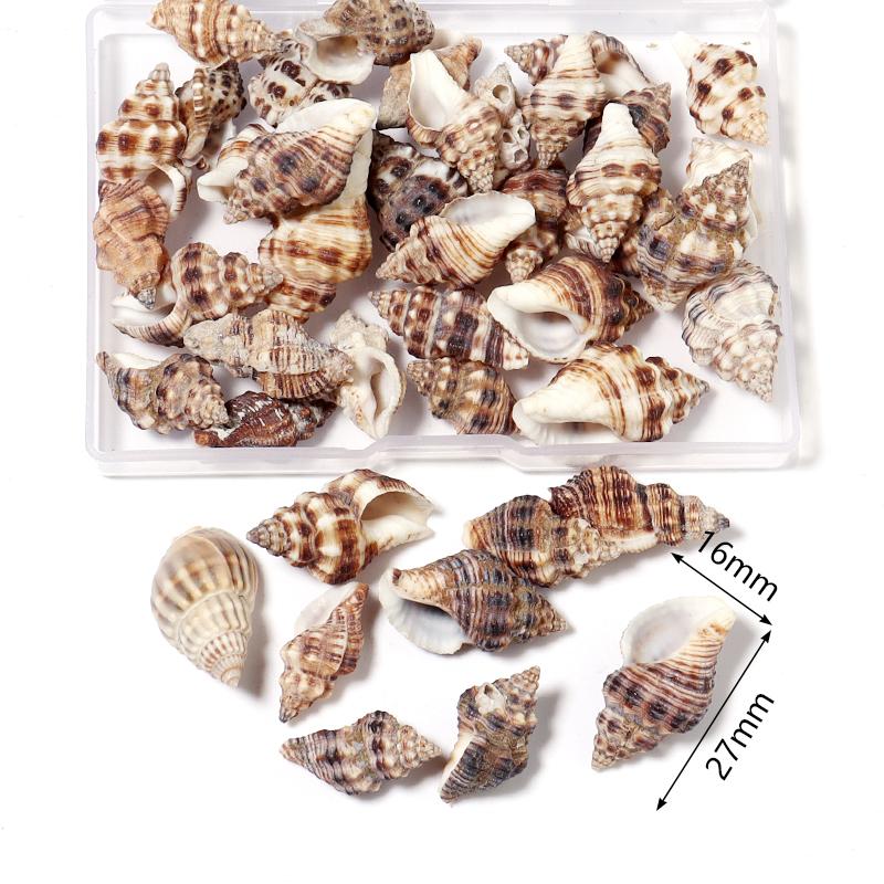 1 Box Sea Shell Spiral Shell Tiny Ocean Spiral Seashell Conch Crafts Aquarium Decoration Landscaping Accessory Photography Props